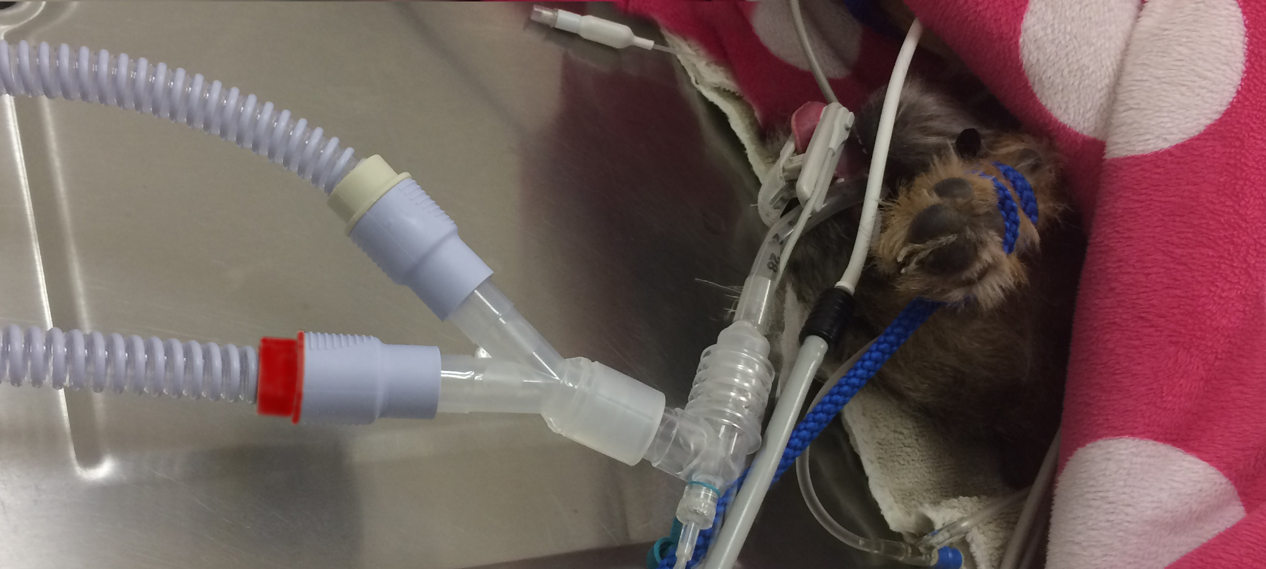 Breathing circuits for veterinary anesthesia | AAS Darvall